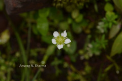 Parnassia mysorensis